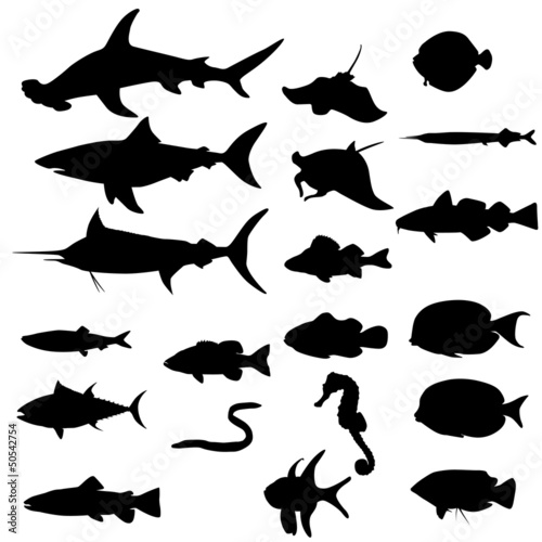 Collection of saltwater fishes (Vector) photo