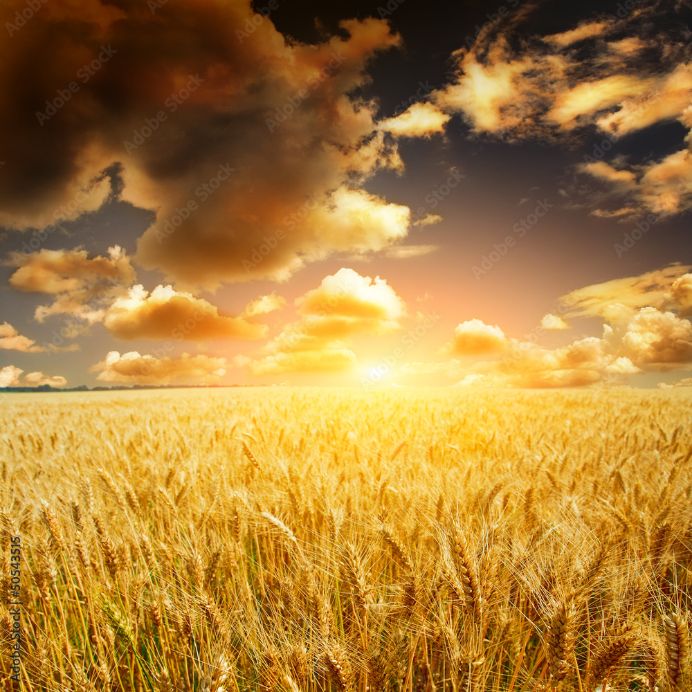 Fototapeta premium yellow field with the blue sky