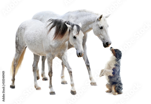 camargue horses and dog