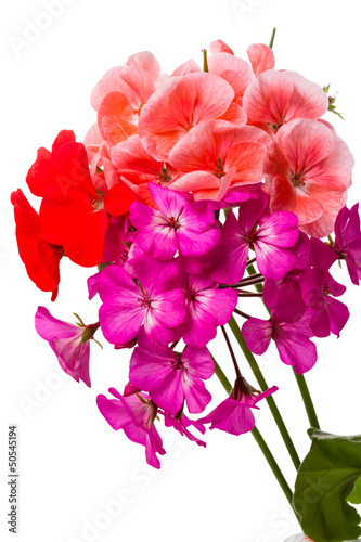 Tricolor geranium