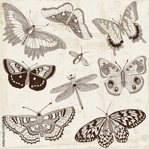Vector Set: Calligraphic Butterfly Design Elements and Page Deco