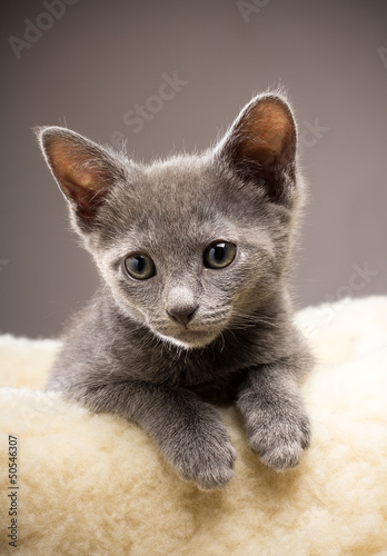 Canvas Print Kitten.