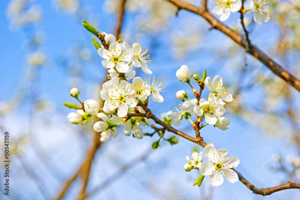 Apple blossom close-up. Shallow depth of field. Apple blossom close-up. Shallow depth of field.