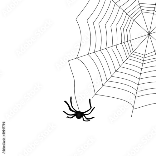 Araignée et sa toile