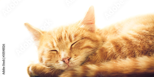 Wallpaper Mural Little Red Kitten Sleeping On White Backgound Torontodigital.ca