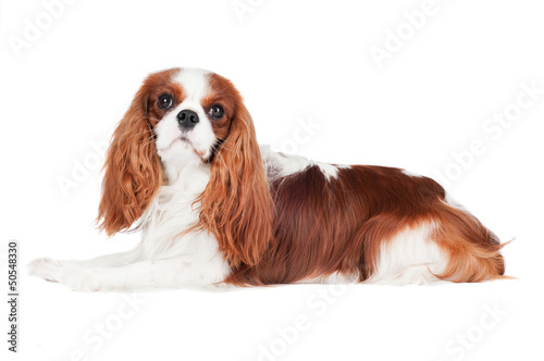 Photo cavalier king charles spaniel dog portrait