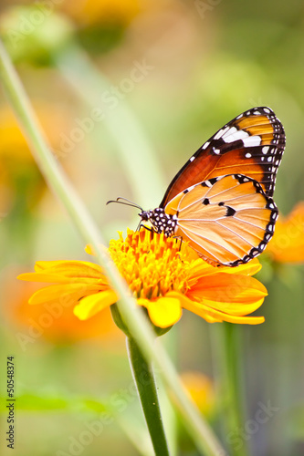 beautiful butterfly with flower