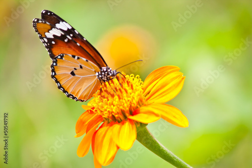 beautiful butterfly with flower © Picspanotphoo
