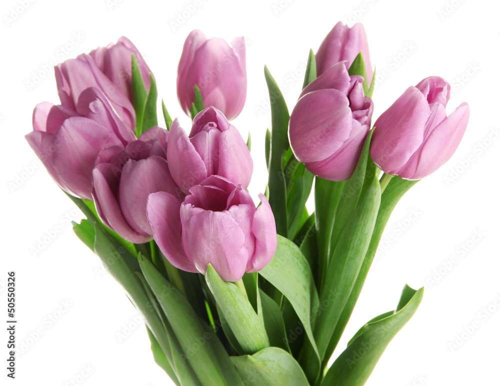 Beautiful bouquet of purple tulips, isolated on white