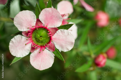 Manuka (Leptospermum scoparium ) flower