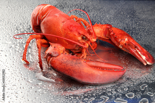 Red lobster on grey background