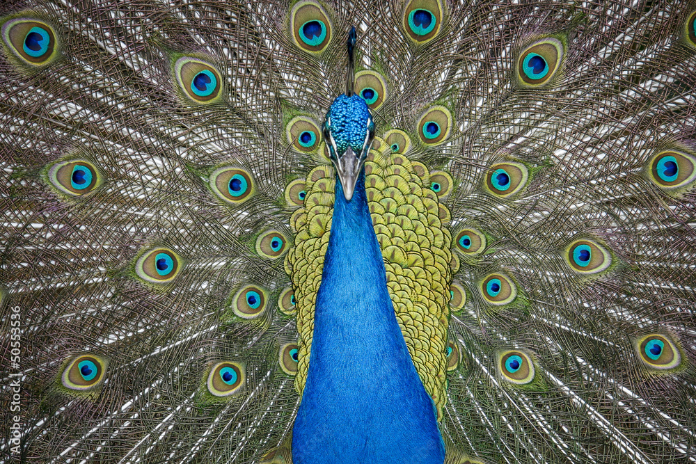 Obraz premium pavo real