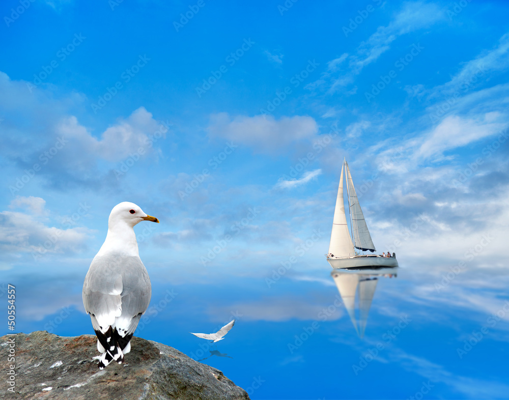 Naklejka premium seagull watching a yacht