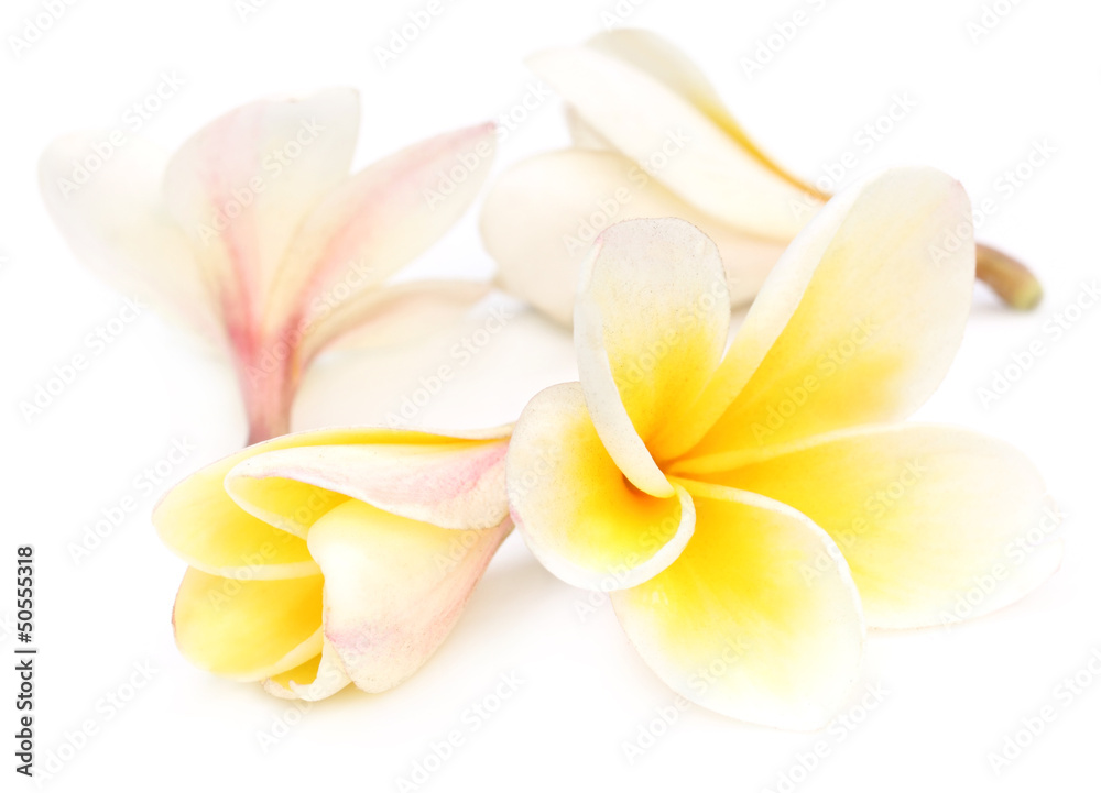 Fototapeta premium Tropical Frangipani