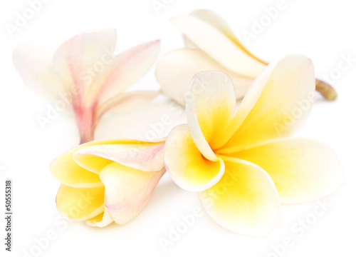 Tropical Frangipani