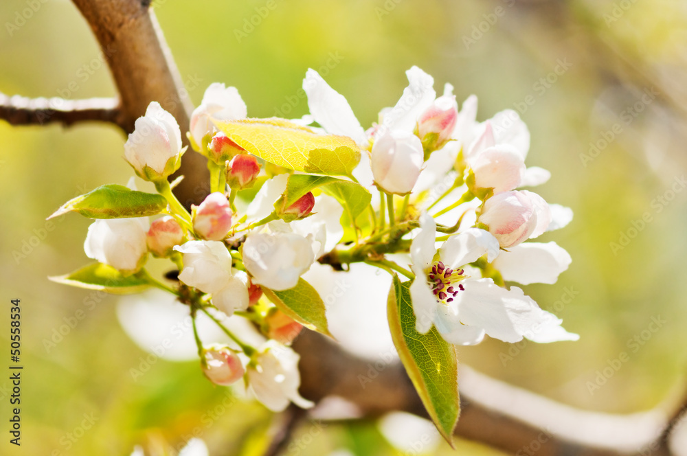 blooming branch of apple tree in spring