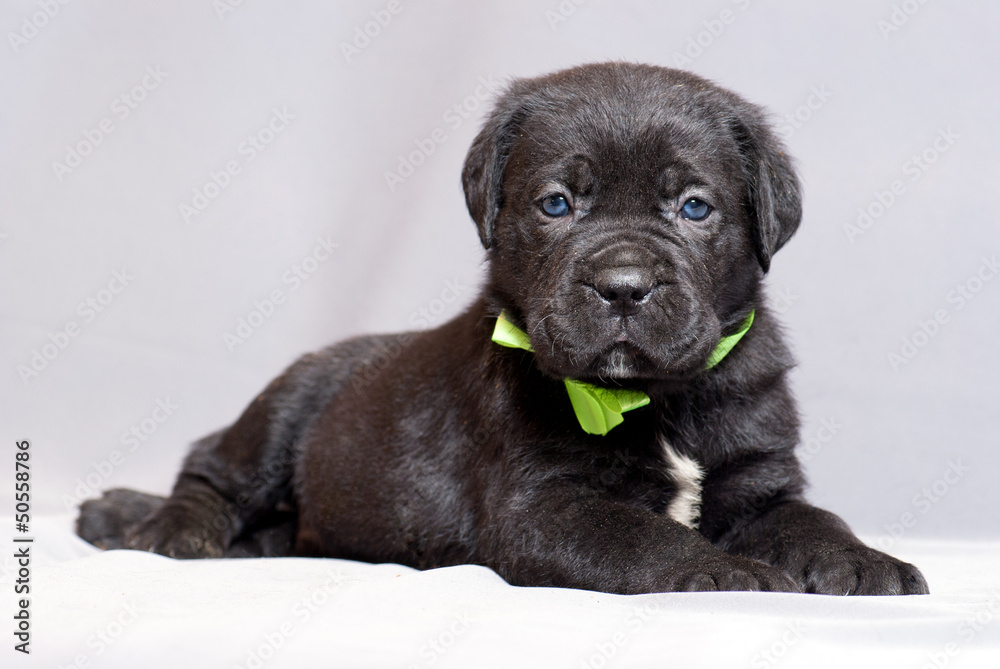 Cane Corso Italiano Puppie Cane Corso Italiano Puppie