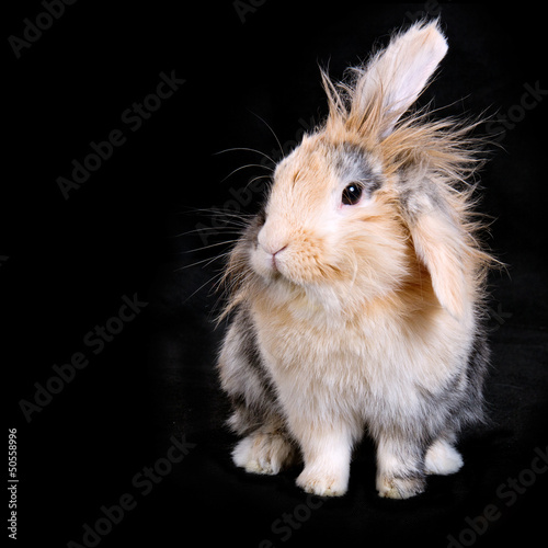 Soft brown bunny rabbit on black background