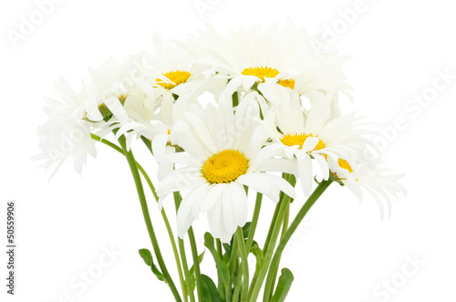 Bouquet of chamomile flower