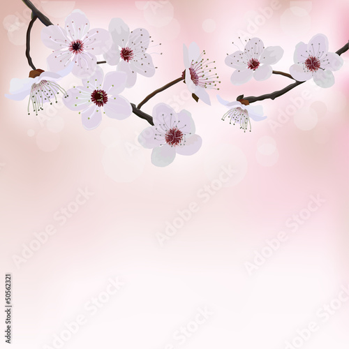 Spring border background with  blossom flower