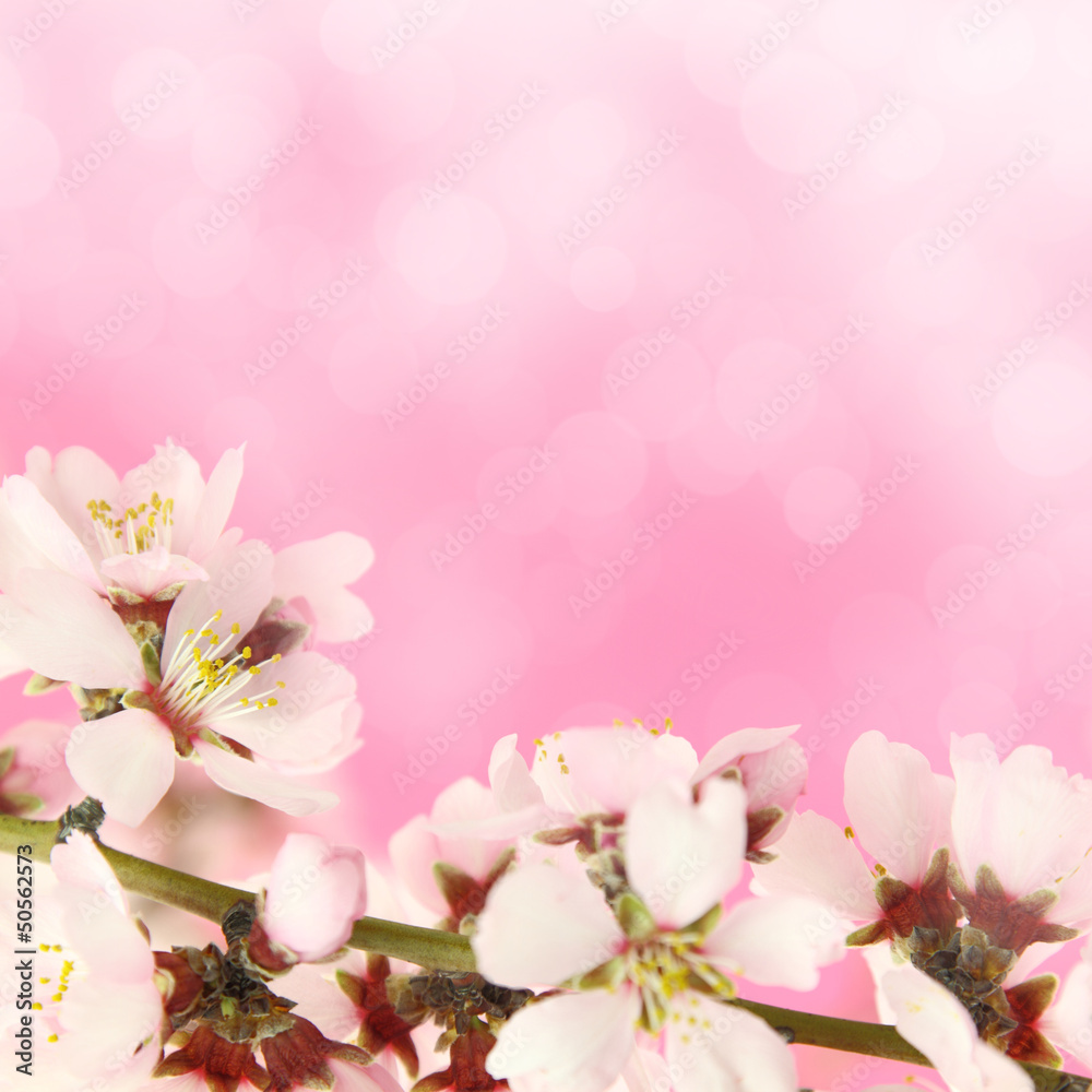 Flowers blooming on pink background