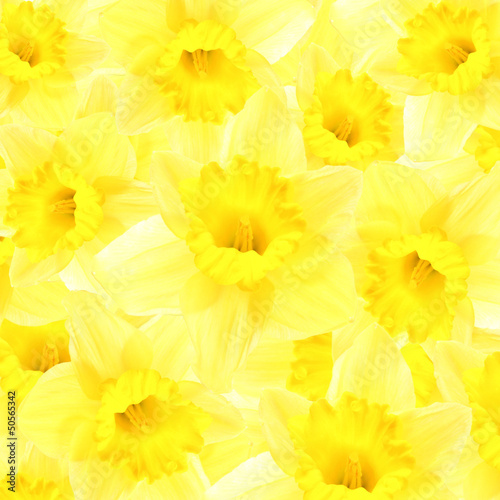 Daffodils background