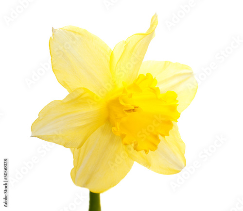 Fototapeta Naklejka Na Ścianę i Meble -  one daffodil on white background