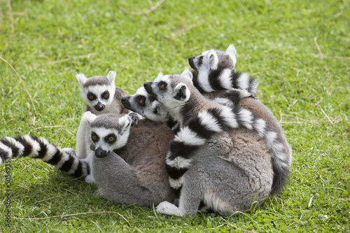 Group of Ring Tailed Lemurs in a huddle