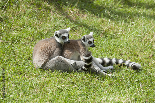 Two Ring Tailed Lemurs sitting on grass