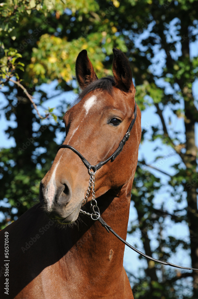 Fototapeta premium Zweibrücker Pferd