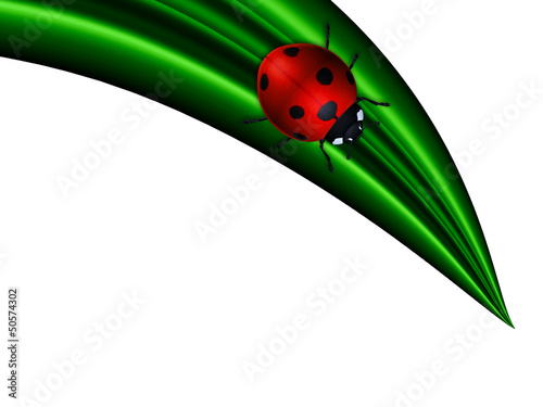 ladybird sitting on green leaf over white © Aleksandra Gigowska