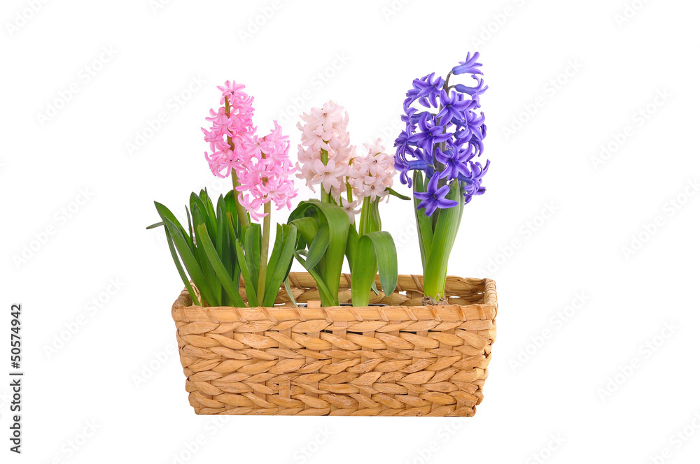Spring hyacinths in a basket Spring hyacinths in a basket