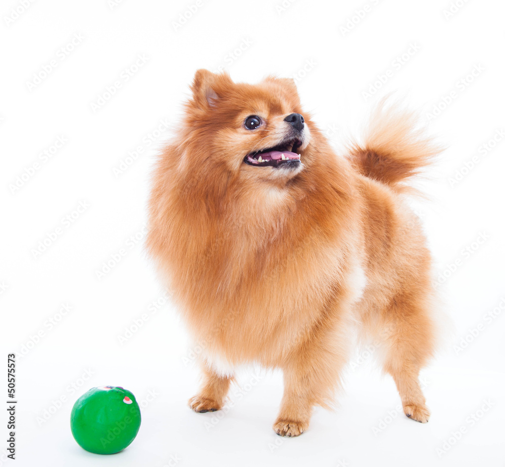 Pomeranian dog Pomeranian dog