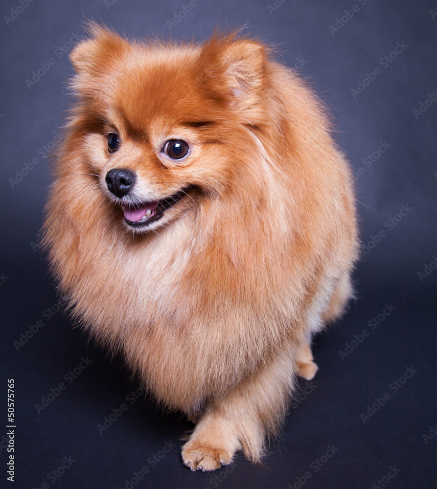 Pomeranian dog