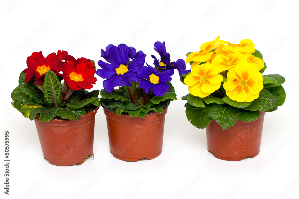primula flowers in plastic pots