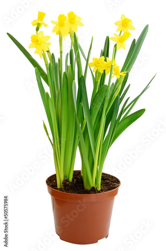 Narcissus flowers in a flowerpot