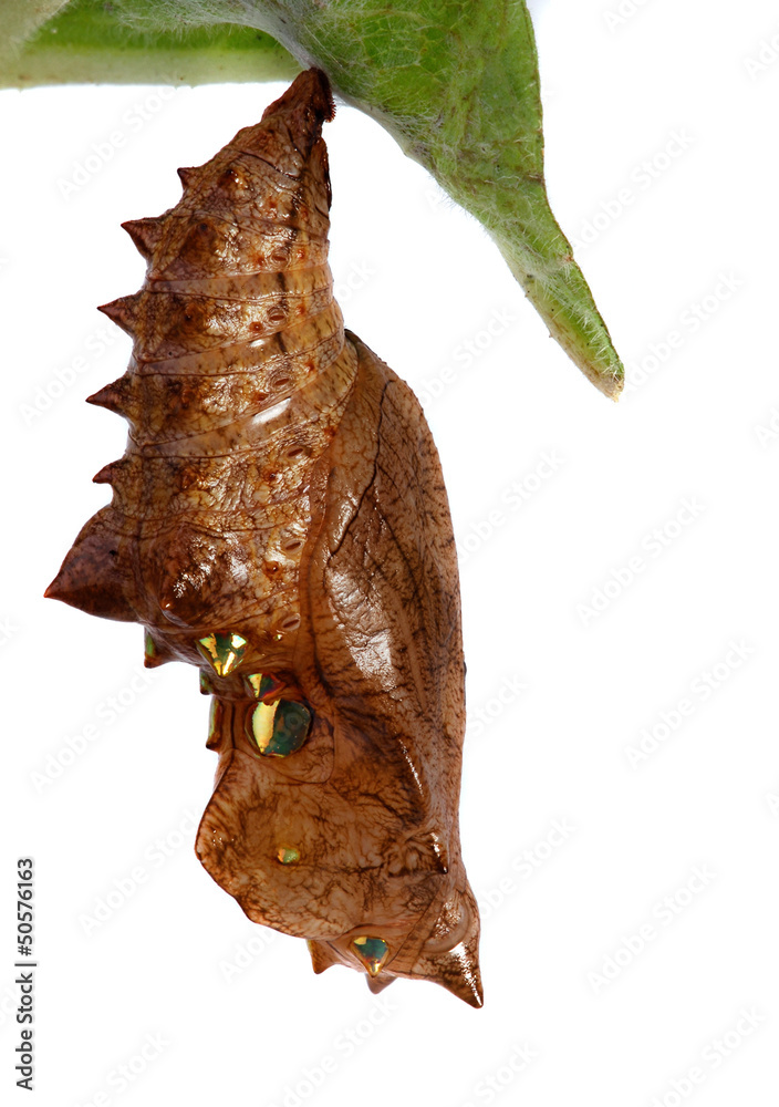 Obraz premium Chrysalis of the Silverwashed fritillary