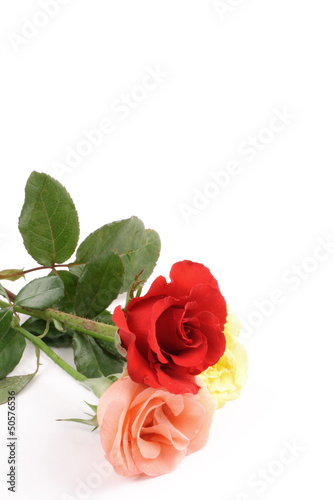 Lovely roses