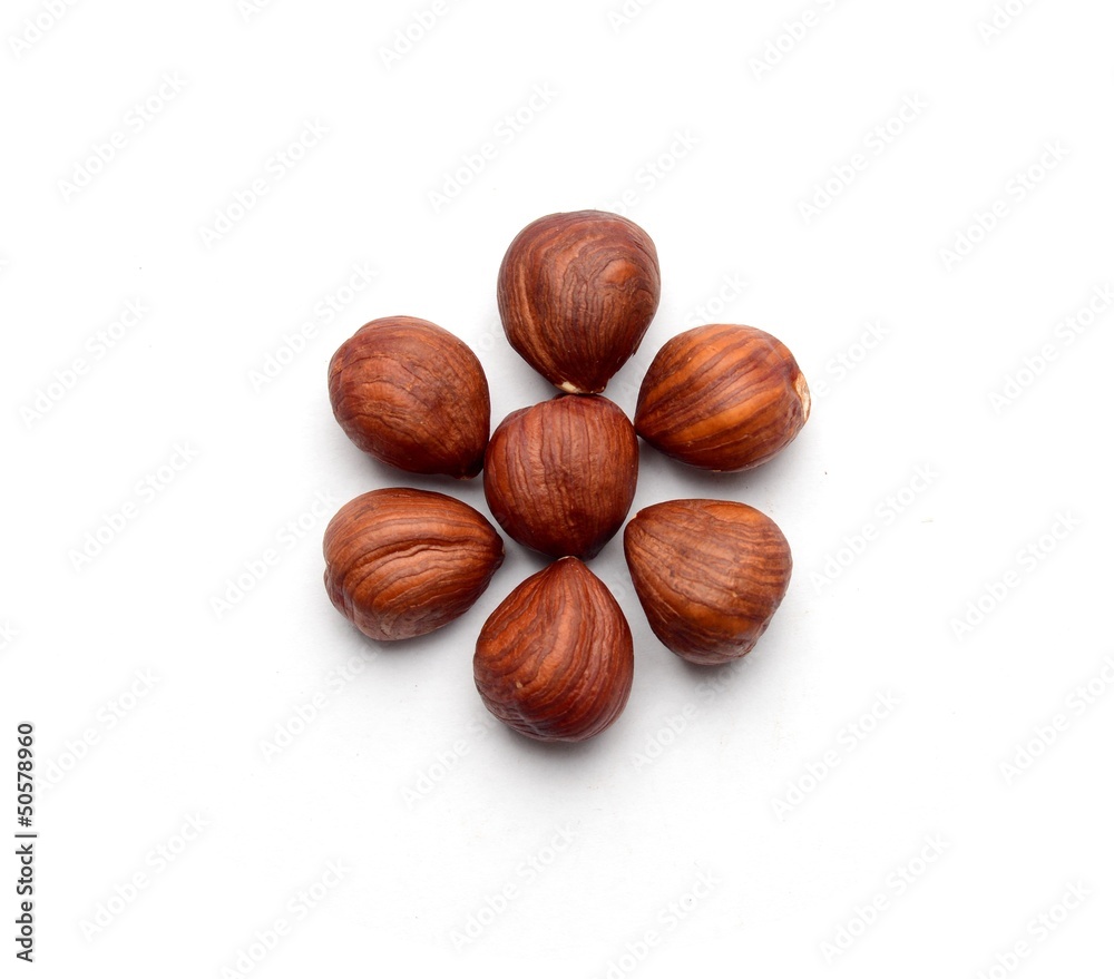 Hazelnuts flower on a white neutral background Hazelnuts flower on a white neutral background