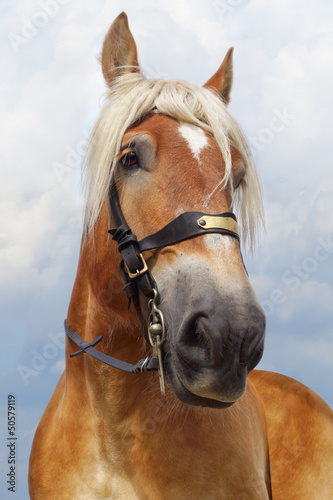 Portrait of horse.