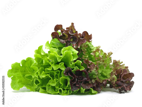 lollo rosso and batavia lettuce