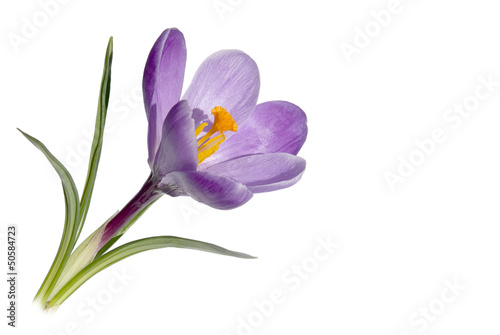 Krokus
