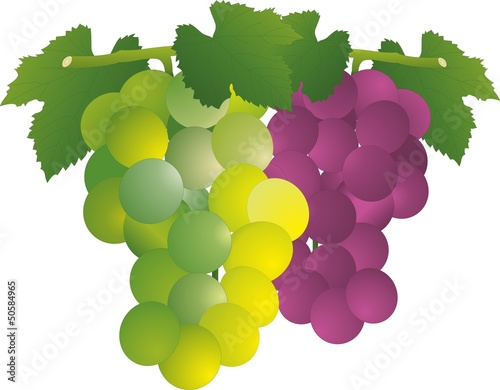 White and red grape