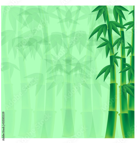 Fototapeta Naklejka Na Ścianę i Meble -  stems of bamboo on a green background