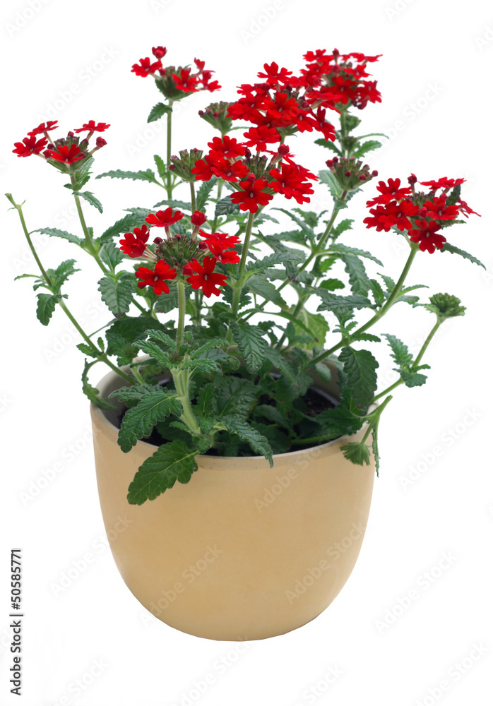 Verbena in a pot on a white background Verbena in a pot on a white background