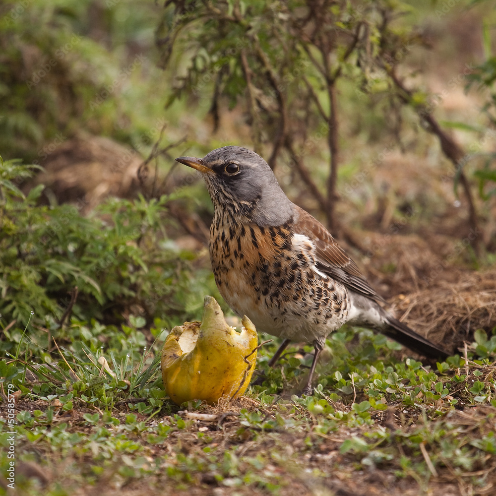 Obraz premium The bird on the earth eats.