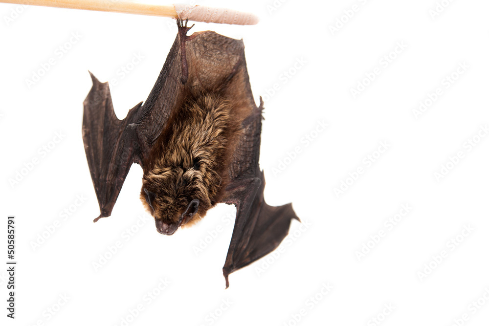 Northern bat (Eptesicus nilssonii), isolated on white.