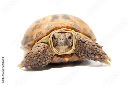 Russian Tortoise or Central Asian tortoise photo