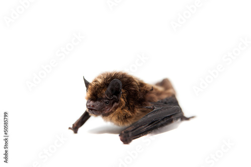 Northern bat  Eptesicus nilssonii   isolated on white.