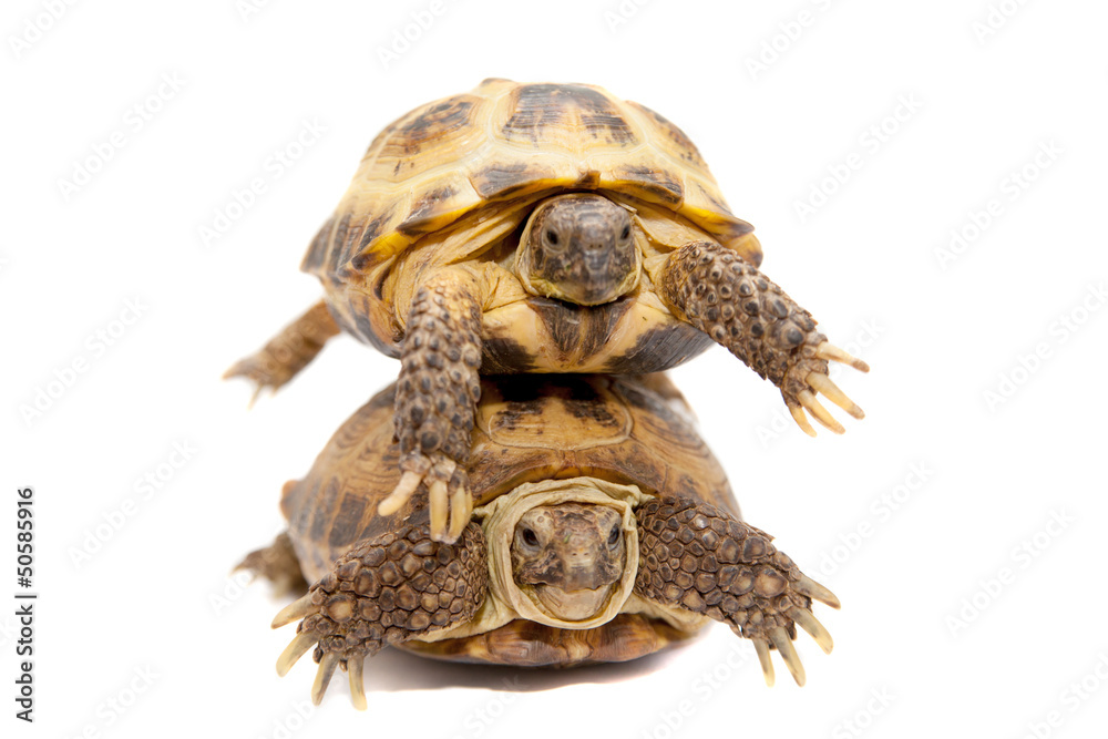 Fototapeta premium Pair of Russian Tortoises or Central Asian tortoises